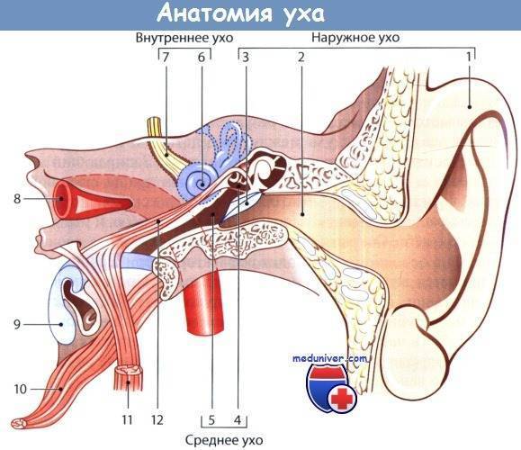 Симптомы и лечение нейросенсорной тугоухости 1-4 степеней, восстановится ли слух
