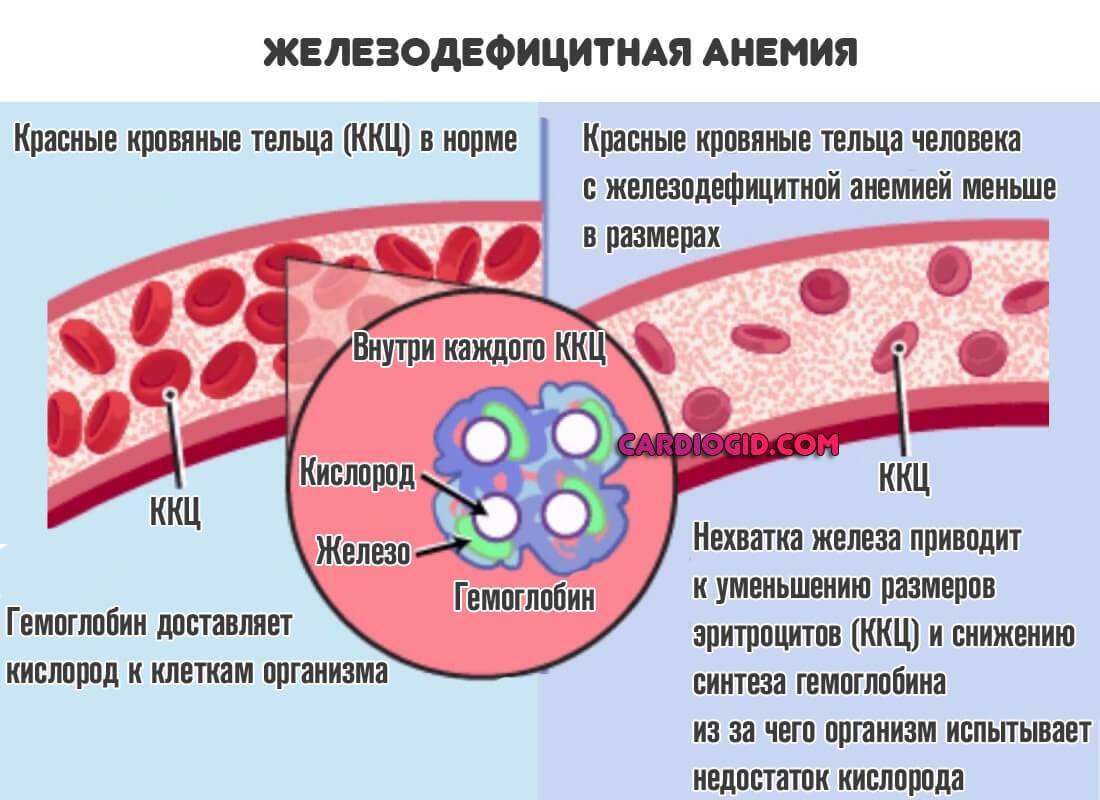 Состав крови
