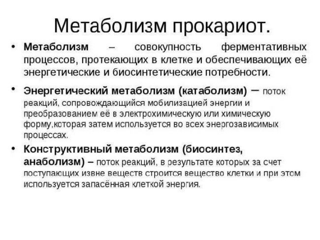 Польза и вред бактерий для человеческого организма