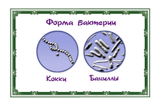 На страже здоровья людей и природы, или как ученые исследуют бактерии?