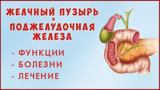 Печень желчный пузырь поджелудочная железа лечение