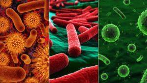 Почему бактерии называют санитарами нашей планеты