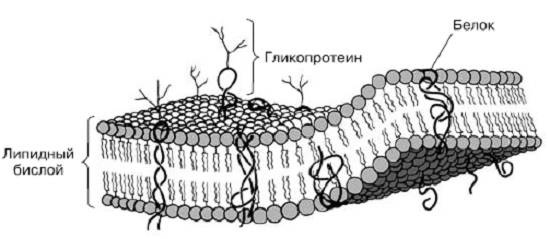 Структура бактериальной клетки. функции, строение и особенности бактериальной оболочки