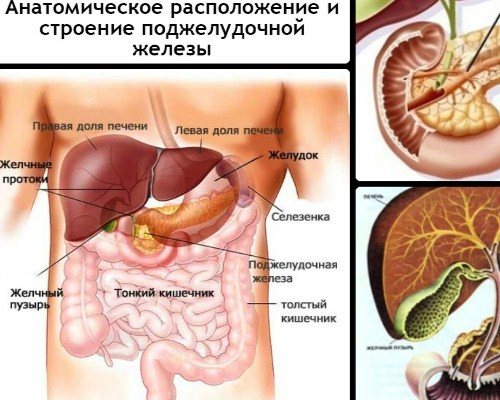 Болезни печени, желчного пузыря и поджелудочной железы