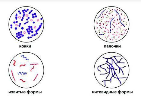 Исследовательская работа "вирусы и бактерии"