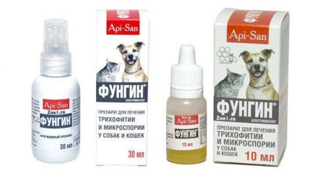 Использование препарата Фунгин Форте для лечения заболеваний кожи у кошек