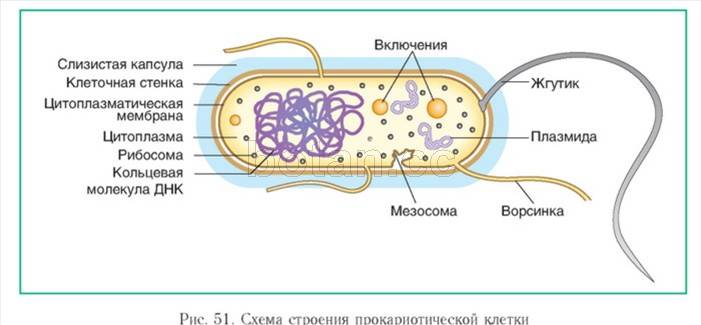 Бактерии — общая характеристика. классификация, строение, питание и роль бактерий в природе