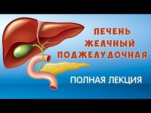 Препараты для лечения желчного пузыря и поджелудочной железы