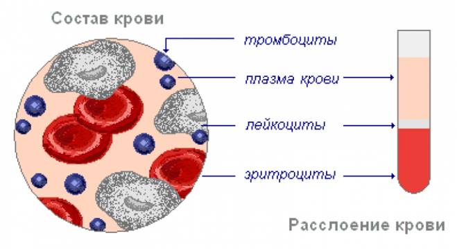 Форменные элементы крови