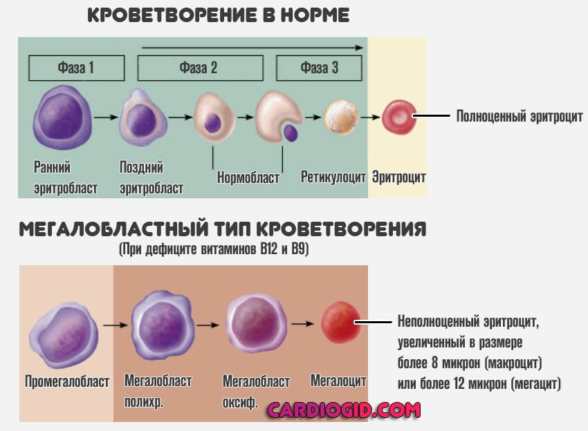 Состав крови