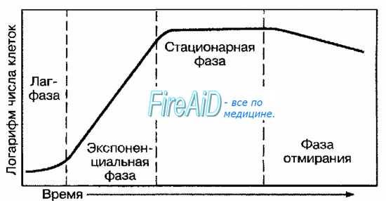 Физиология микроорганизмов, обмен веществ у микроорганизмов, питание микроорганизмов - основы микробиологии, физиологии питания и санитарии