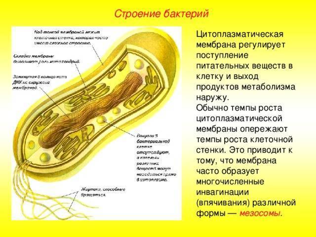 Мембрана бактерии: строение, особенности, функционал