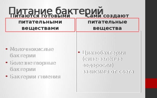 Какие бактерии считают санитарами планеты: краткий ответ