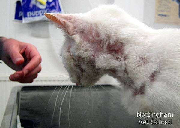 Аллергический дерматит: характерные симптомы и эффективное лечение у взрослых