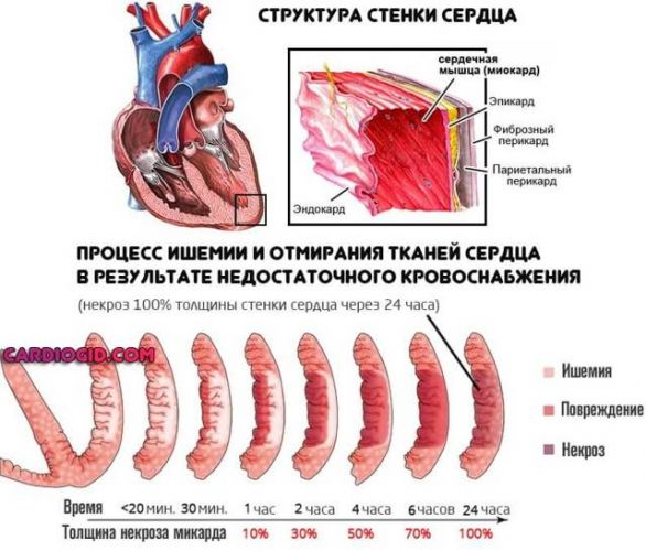 Препарат милдронат 500: инструкция по применению