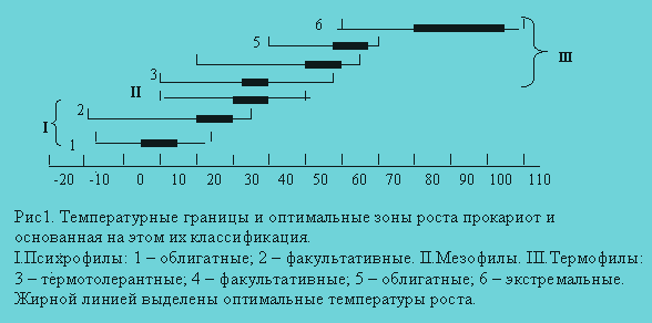 Микробы под микроскопом. фото