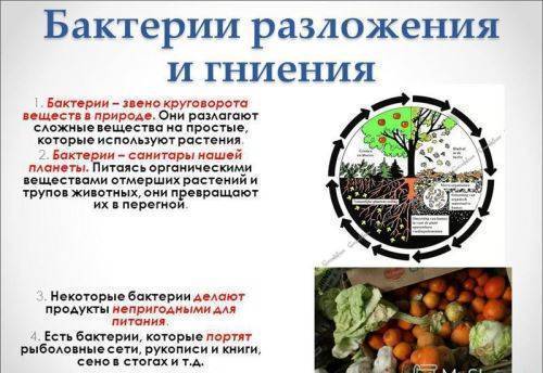 Особенности деления бактерий на группы