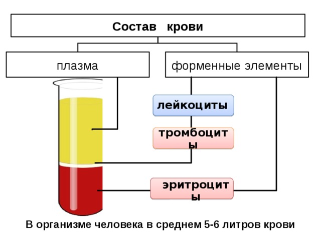 Из чего состоит плазма крови и для чего она нужна в медицине