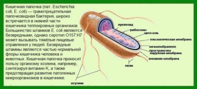 Кишечная палочка: симптомы и лечение у детей и взрослых