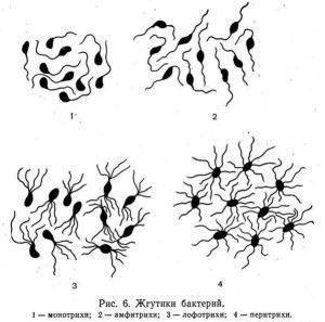 Как соотносится строение бактериальной клетки и ее функции