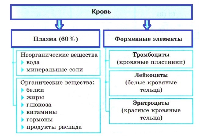 Кровь. внутренняя среда -  биология егэ