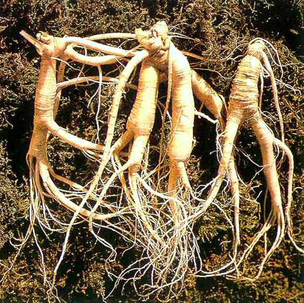 Корень валерианы