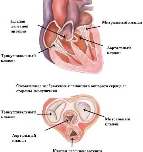 Митральный клапан