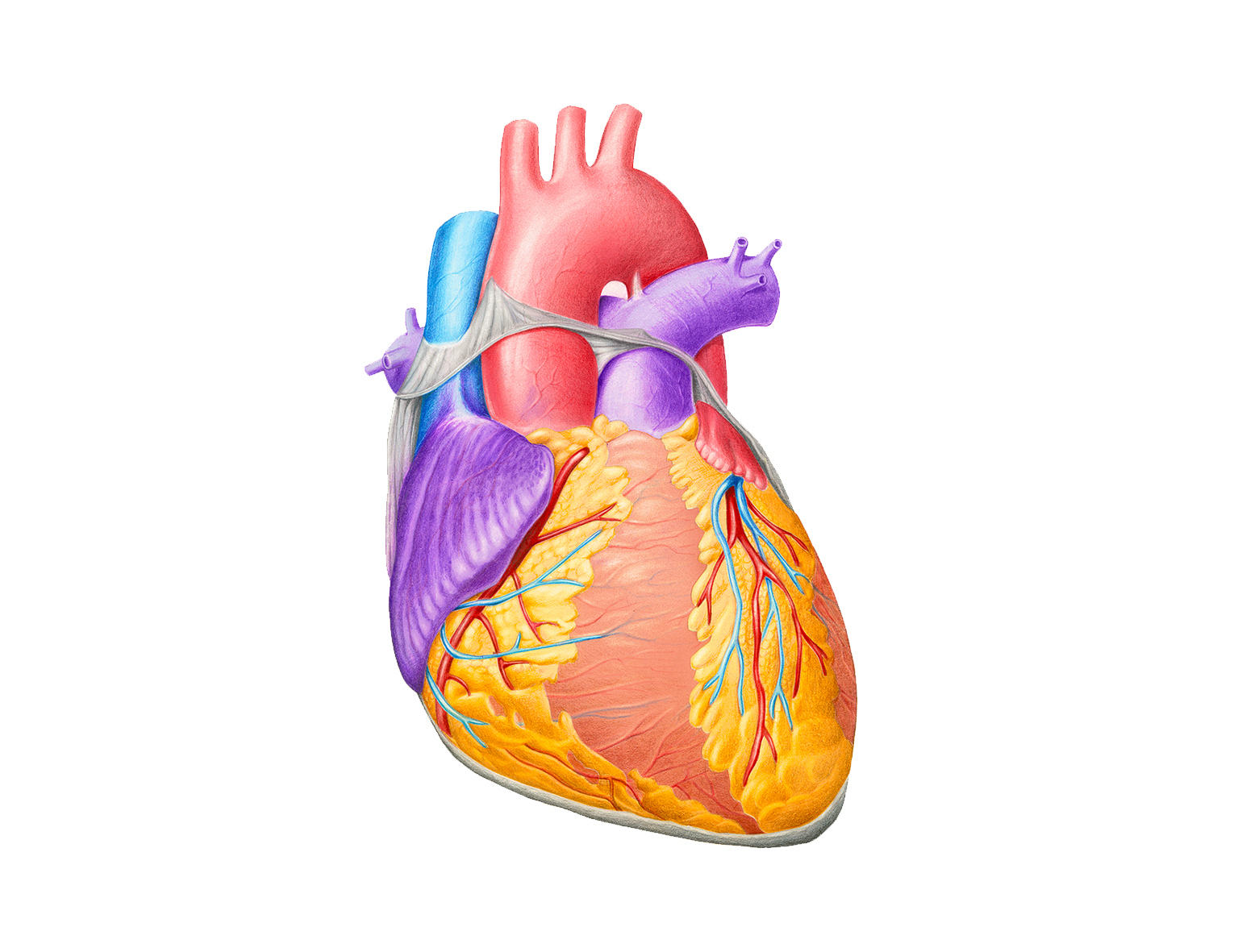 Сердце человека