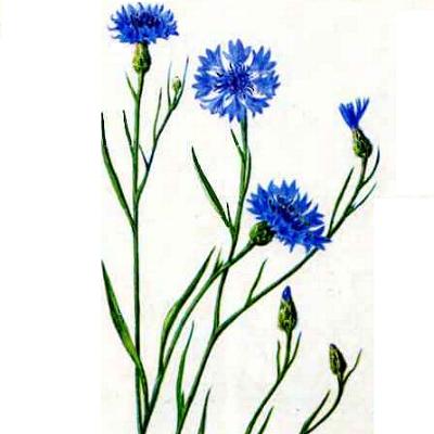 Василек синий