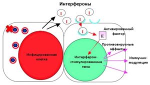 Капсулы фосфоглив: инструкция, побочные действия и как принимать при гепатите с