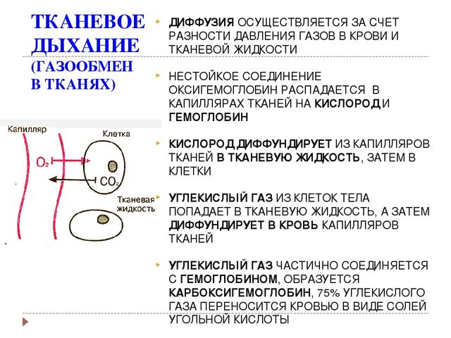 Гемоглобин