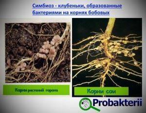 Идентификация бактерий bacillus cereus на основе их фенотипической характеристики