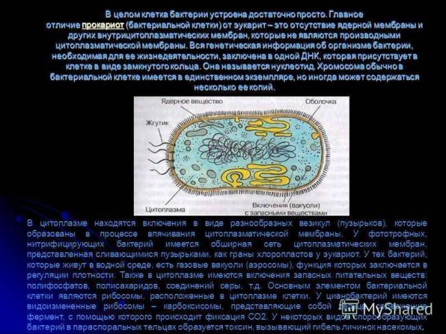 Что общего и какие различия между клетками растений, грибов, бактерий и животных?