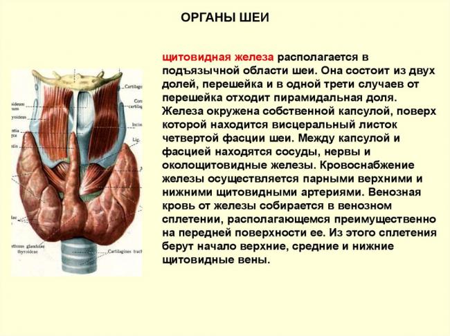 Строение щитовидной железы | анатомия и расположение щитовидки