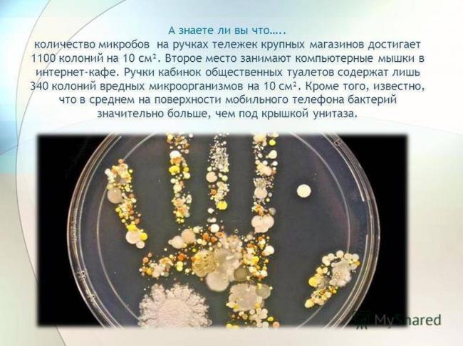 Болезнетворные бактерии: на коже, во рту, в кишечнике. фото грибков и бактерий