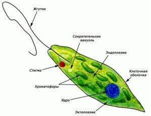 Лекция по теме морфология микроорганизмов