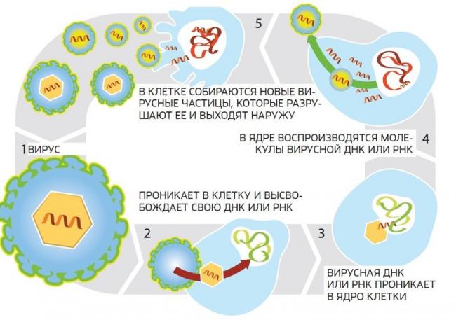 Бешенство - причины, симптомы, диагностика, лечение - медицинский портал eurolab
