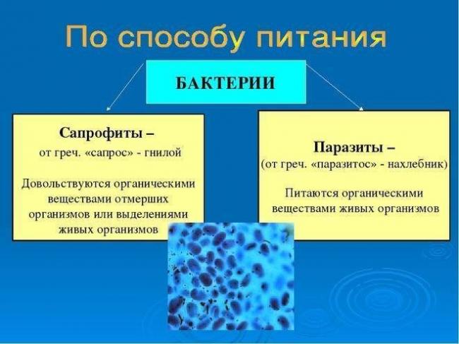 Чем питаются бактерии