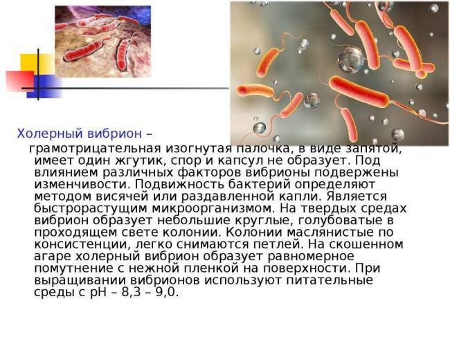 Холерные вибрионы попадают в организм человека - биология
