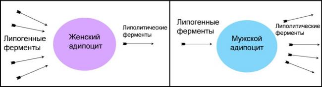 Программа сушки тела для мужчин | бомба тело