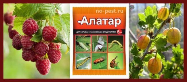 Препарат алатар применение отзывы