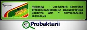 В чем главное отличие клетки бактерии от клетки животного или растения?