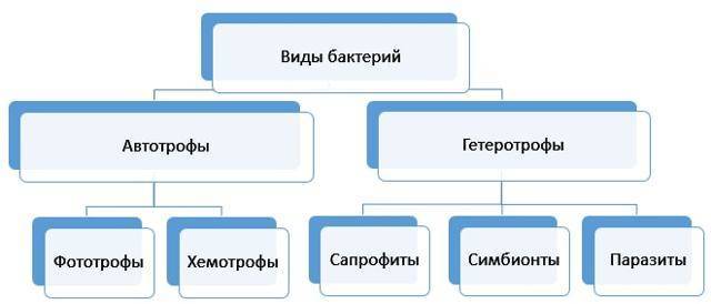 Классификация групп патогенности: все микроорганизмы по местам