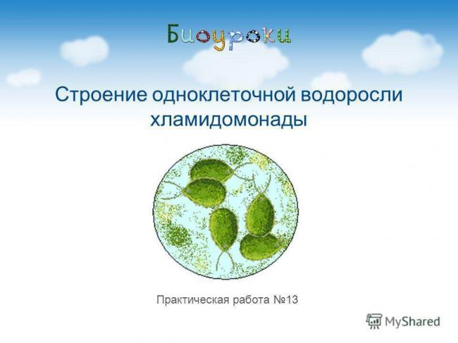 Сравнение строения и свойств бактерий в отличие от растений