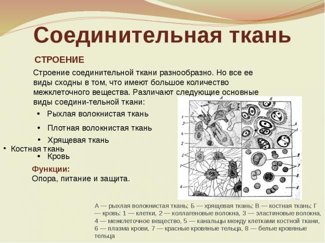 Ткани нашего тела