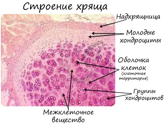 Соединительная ткань - connective tissue