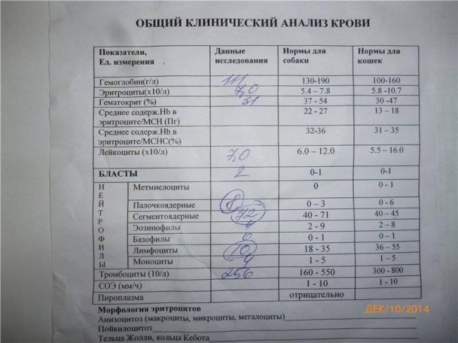 Как понять, бактериальная или вирусная инфекция, по общему анализу крови