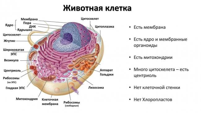 Бактерии. строение бактериальной клетки. формы. фото