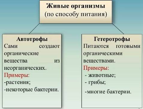 Изучаем родословную бактерий: это животные или растения?