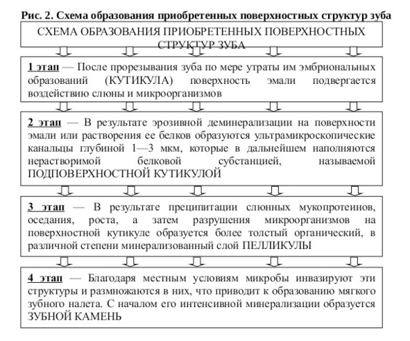 На какой глубине в почве самое большое число бактерий? почему. - биология - решения и ответы
